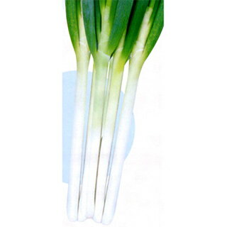 ネギ 種 【 緑の剣 (TSX-057) 】 種子 小袋（約20ml） （ 種 野菜 野菜種子 野菜種 ）