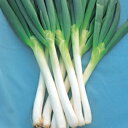 ネギ 種 【 石倉根深 】 種子 小袋(約20ml) ( 種 野菜 野菜種子 野菜種 )
