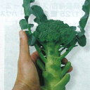 ブロッコリー 種 【 ミニッコリー 】 種子 20ml ( 種 野菜 野菜種子 野菜種 )