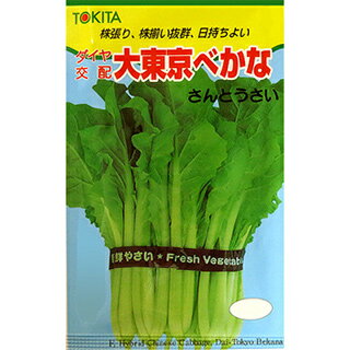 べか菜 種  種子 小袋（約10mL） （ 種 野菜 野菜種子 野菜種 ） ★