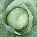 キャベツ 種 【 YR愛藍 】 種子 2500粒 ( 種 野菜 野菜種子 野菜種 )