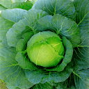 キャベツ 種 【 秋の舞 】 種子 20ml ( 種 野菜 野菜種子 野菜種 )