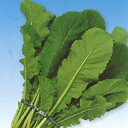 葉大根 種 【 万緑 】 種子 小袋(約10ml) ( 種 野菜 野菜種子 野菜種 )