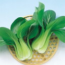 ちんげん菜 種 【 冬八仙 】 種子 2dl ( 種 野菜 野菜種子 野菜種 )