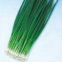 ネギ 種 【 くろかみ葱 】 種子 小袋(約20ml) ( 種 野菜 野菜種子 野菜種 )