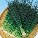 ネギ 種 【 雷王 】 種子 小袋(約20ml) ( 種 野菜 野菜種子 野菜種 )