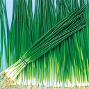 ネギ 種 【 博多くろ (夏用) 】 種子 小袋(約20ml) ( 種 野菜 野菜種子 野菜種 )