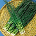ネギ 種 【 博多くろ (冬用) 】 種子 2dl ( 種 野菜 野菜種子 野菜種 )