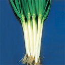 ネギ 種 【 晩抽夏山一本太 】 種子 小袋(約20ml) ( 種 野菜 野菜種子 野菜種 )