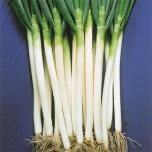 ネギ 種 【 夏州一本太 】 種子 小袋(約8ml) ( 種 野菜 野菜種子 野菜種 )