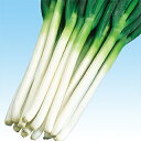 ネギ 種 【 冬州一本太 】 種子 2dl ( 種 野菜 野菜種子 野菜種 )