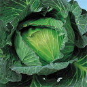 キャベツ 種 【 YR冬景色 】 種子 小袋(約20ml) ( 種 野菜 野菜種子 野菜種 )
