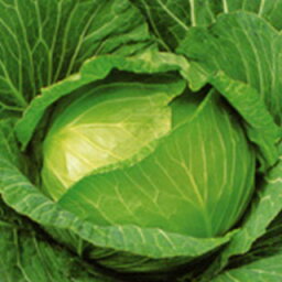 キャベツ 種 【 YR初陣 】 種子 20ml （ 種 野菜 野菜種子 野菜種 ）