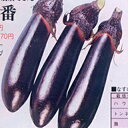 なす 種 【浅漬一番】 5ml ( 種 野菜 野菜種子 野菜種 )