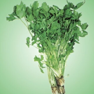 Other - 三つ葉 種 【 白滝ミツバ 】 種子 50ml （ 種 野菜 野菜種子 野菜種 ）