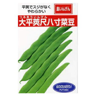 つるありいんげん 種 【沖縄島インゲン 大平莢尺八寸菜豆（つるあり）】 1dl （ 種 野菜 野菜種子 野菜種 ）