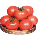 大玉トマト 種  0.8ml （ 種 野菜 野菜種子 野菜種 ）