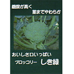 ブロッコリー 種 【 しき緑96号 】 2500粒 ( ブロッコリーの種
