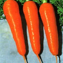 ニンジン 種 【 碧南鮮紅五寸(愛知伝統野菜) 】 小袋 (約8ml) ( ニンジンの種 )