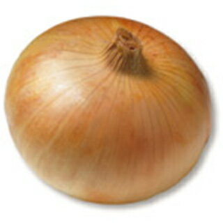 たまねぎ 種 【泉州中高黄大玉葱(中生)】 2dl （ 種 野菜 野菜種子 野菜種 ）