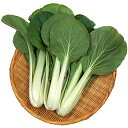 漬け菜 種 【 F1大阪しろな 】 種子 小袋(約5ml) ( 種 野菜 野菜種子 野菜種 )