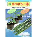 その他 種 【 台木ゆうゆう一輝 黒タイプ 】 50粒 ( その他の種 )