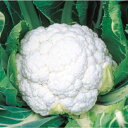 カリフラワー 種 【 浜月33 】 小袋(20ml) ( カリフラワーの種 )