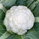 カリフラワー 種 【 知月 】 ペレット5千粒 ( カリフラワーの種 )