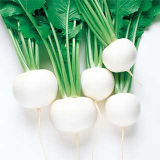 カブ 種 【 スワン 】 ペレット5千粒　( カブの種 )...