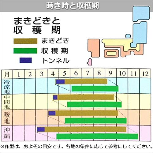 エンサイ 種 【 なつサラダホワイト 】 小袋（20ml） ( エンサイの種 )