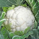 カリフラワー 種 【 輝月 】 ペレット5千粒 ( カリフラワーの種 )