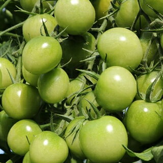 樂天商城 - トマト 種 【 サングリーン 】 100粒 ( トマトの種 )