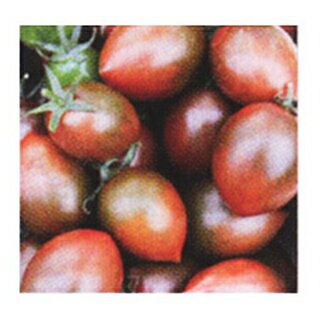 樂天商城 - トマト 種 【 サンココア 】 100粒 ( トマトの種 )