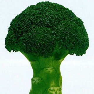 ブロッコリー 種 【 まどか 】 ペレット5千粒 ( ブロッコリーの種 )