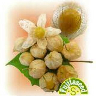 食用ほおずき 種 【 パイナッぽん 】 小袋 ( 食用ほおずきの種 )のサムネイル