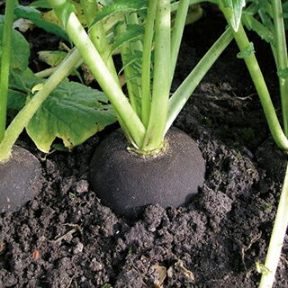 大根 種 【 ブラックスパニッシュラウンド 】 小袋 ( 大根の種 )