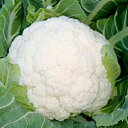 カリフラワー 種 【 磯月 】 2500粒 ( カリフラワーの種 )
