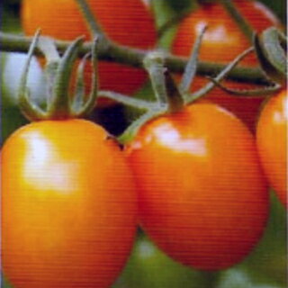 トマト 種 【 グラッセ オレンジ 】 小袋（100粒） ( トマトの種 )