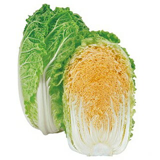 ハクサイ 種 【 オレンジア 】 小袋（0．5ml） ( ハクサイの種 )