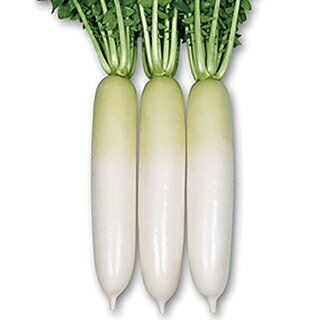 ダイコン 種 【 YR夏かなで 】 1000粒 ( ダイコンの種 )