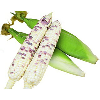 トウモロコシ 種 【 もちもち太郎バイカラー 】 1L ( トウモロコシの種 )