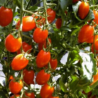 トマト 種 【 TYまなつ レッド 】 小袋（100粒） ( トマトの種 )