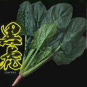 ほうれん草 種 【 黒虎 】 PRM3万粒 ( ほうれん草の種 )