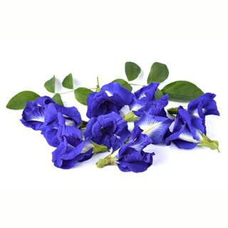 ハーブ 種 【 バタフライピー 】 小袋 ( ハーブの種 )