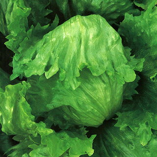 レタス 種 【 MSL−1289 品種名：アイススペランザ 】 コートL5千粒 ( レタスの種 )
