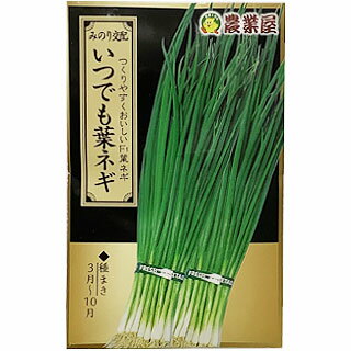 樂天商城 - ネギ 種 【 いつでも葉ネギ 】 小袋 ( ネギの種 )