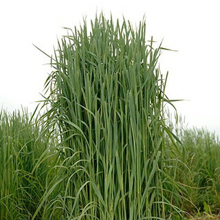 緑肥チモシー 種 【 シリウス 】 1kg ( 緑肥チモシーの種 )