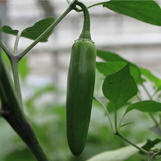 とうがらし 種 【 メヒカーナ 】 小袋 ( とうがらしの種 )