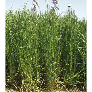 イタリアンライグラス 種 【 タチムシャ 】 1kg ( イタリアンライグラスの種 )
