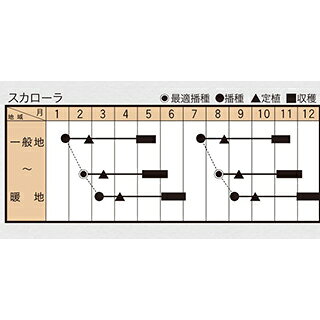 エンダイブ 種 【 スカローラ 】 小袋 ( エンダイブの種 )